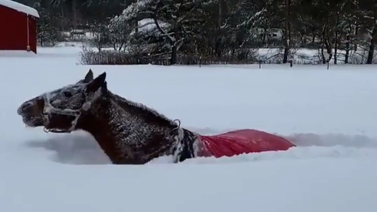 Άλογο απολαμβάνει το χιόνι στην πολική Νέα Υόρκη
